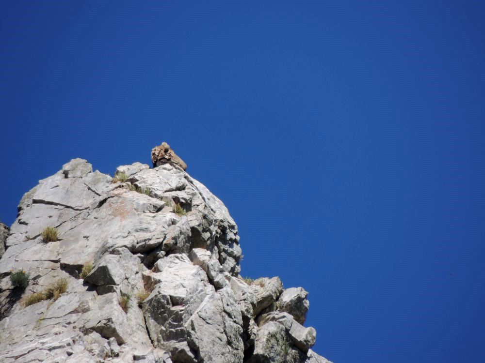 Look carefully at the top of the rock